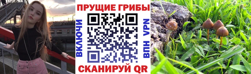 купить наркотики цена  Щёкино  Псилоцибиновые грибы Psilocybe 